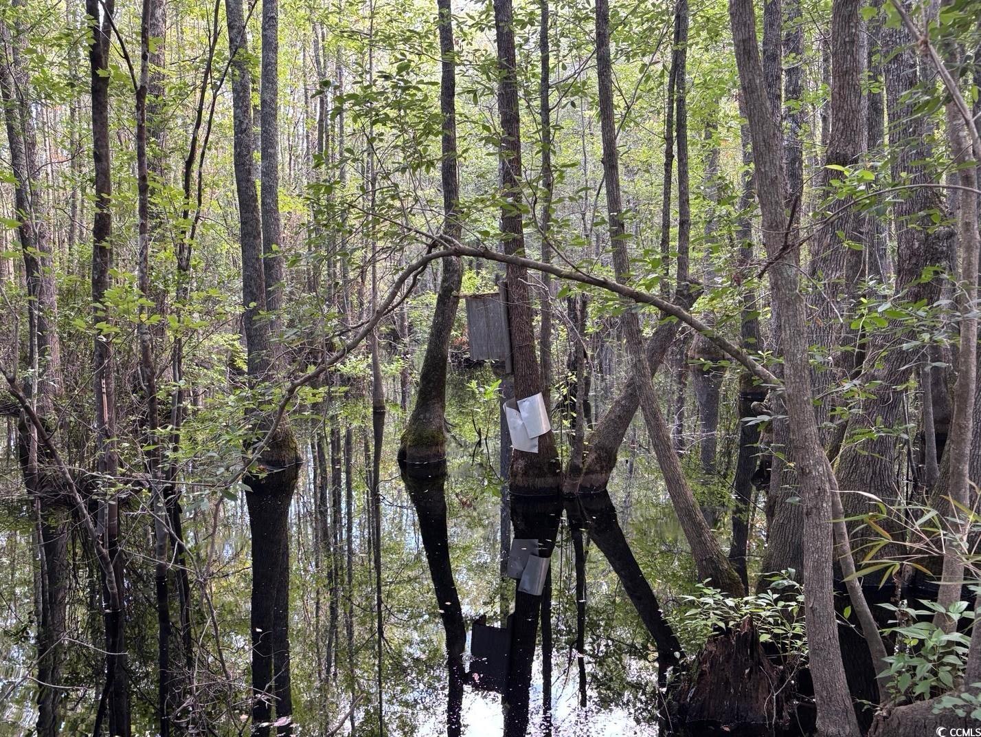 57 Highway 57 Dillon, SC 29536 - Photo 7 of 23 View of nature