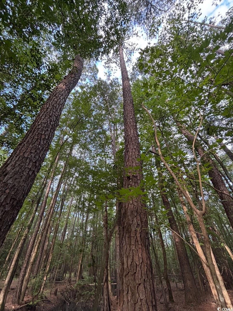 57 Highway 57 Dillon, SC 29536 - Photo 8 of 23 View of tree filled area