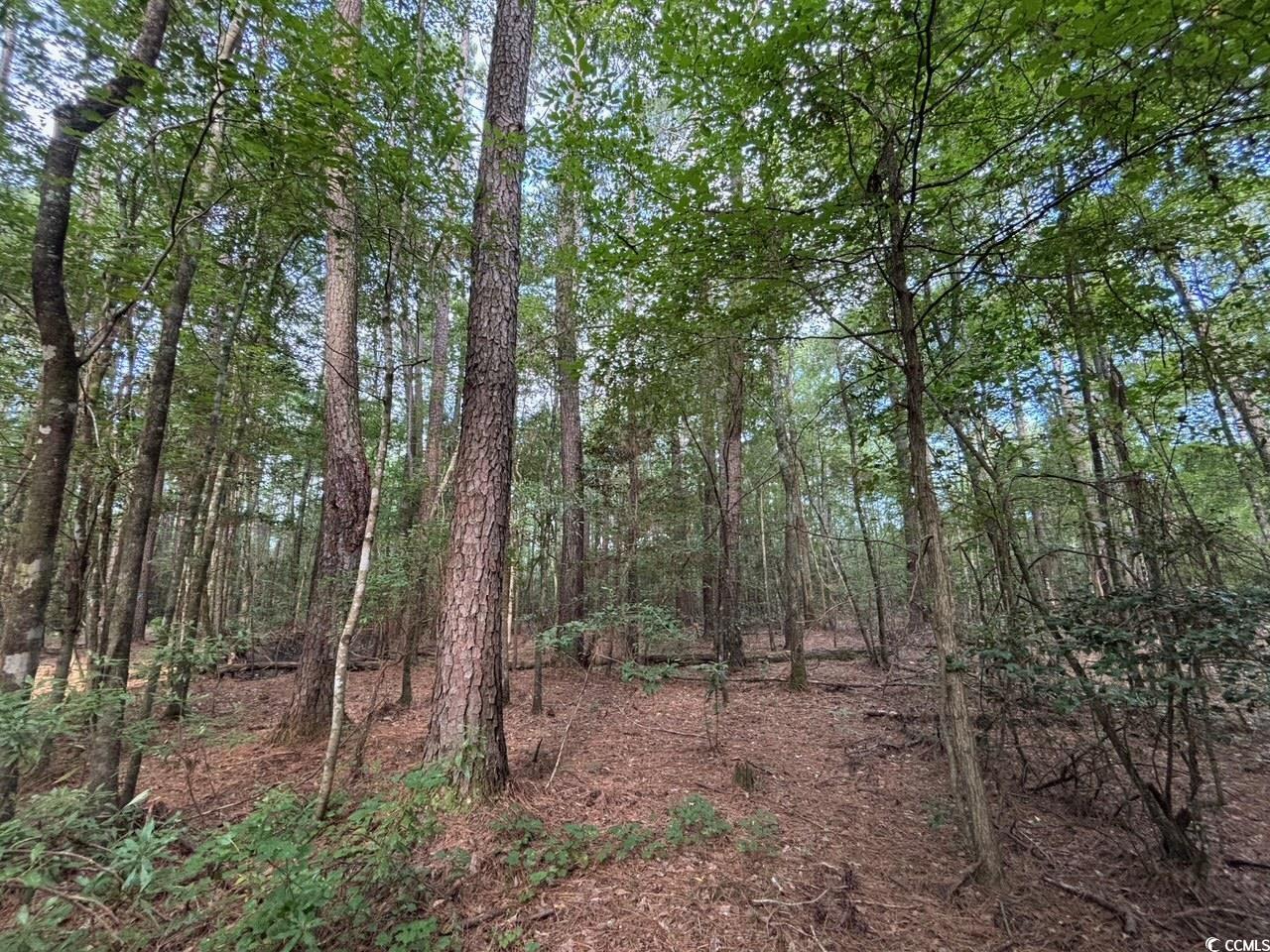 57 Highway 57 Dillon, SC 29536 - Photo 9 of 23 View of tree filled area