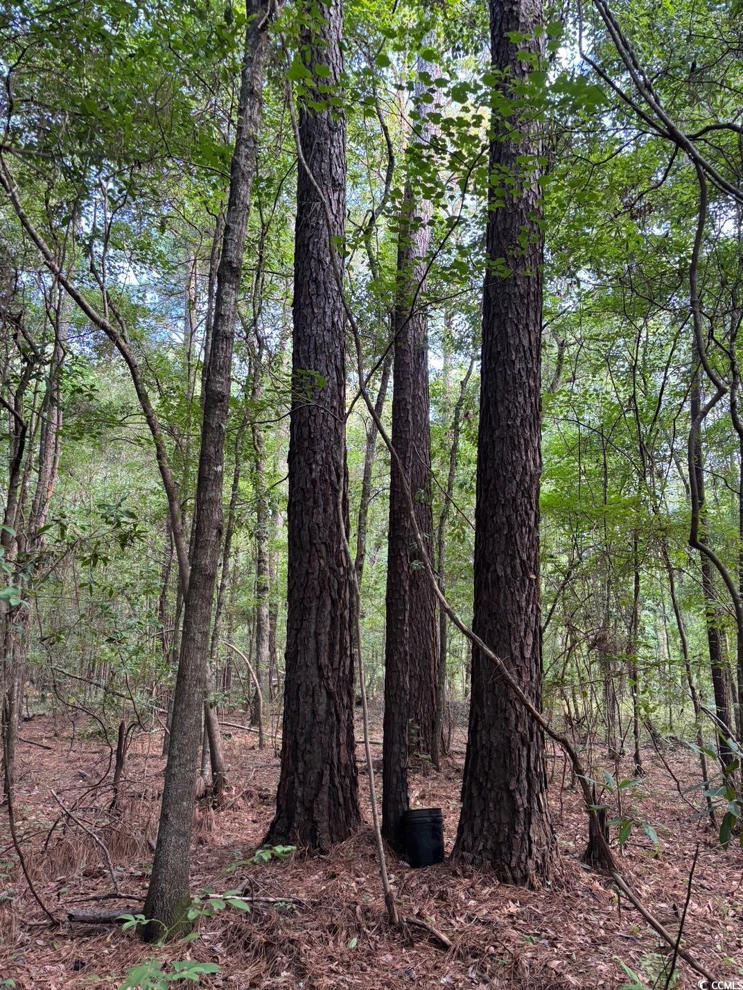 57 Highway 57 Dillon, SC 29536 - Photo 10 of 23 View of tree filled area