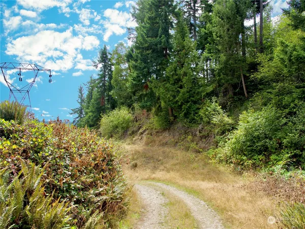 a view of a plants and large trees