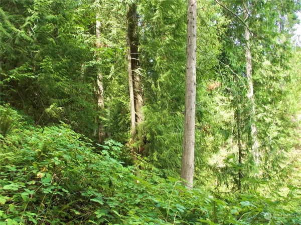 a close up of a plant
