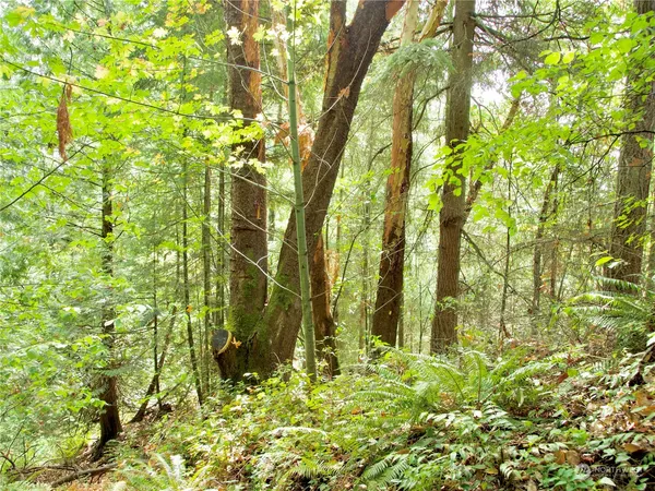 a view of a lush green forest