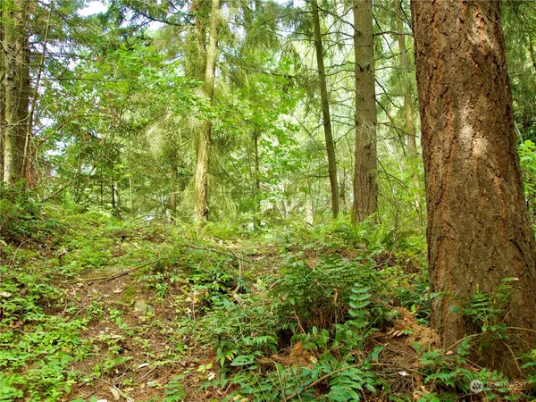 a backyard of a house with a yard and large trees