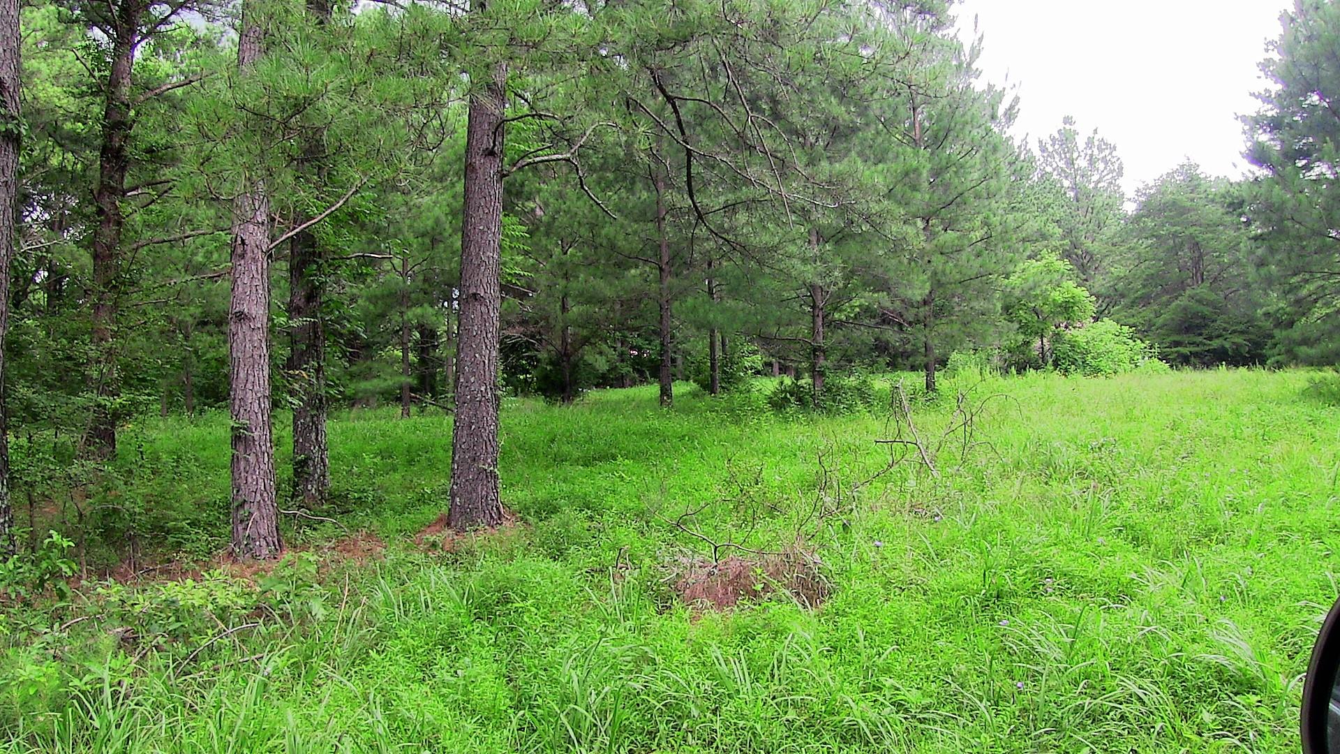 4 Academy Road Lebanon, TN 37087 - Photo 13 of 20 a view of a lush green forest