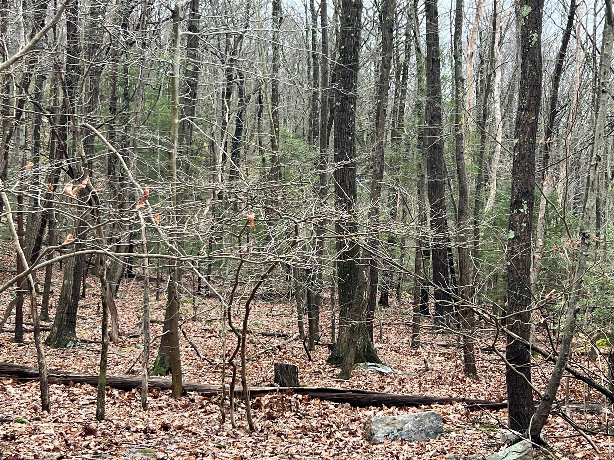 41 California Road Warwick, NY 10990 - Photo 3 of 6 View of nature