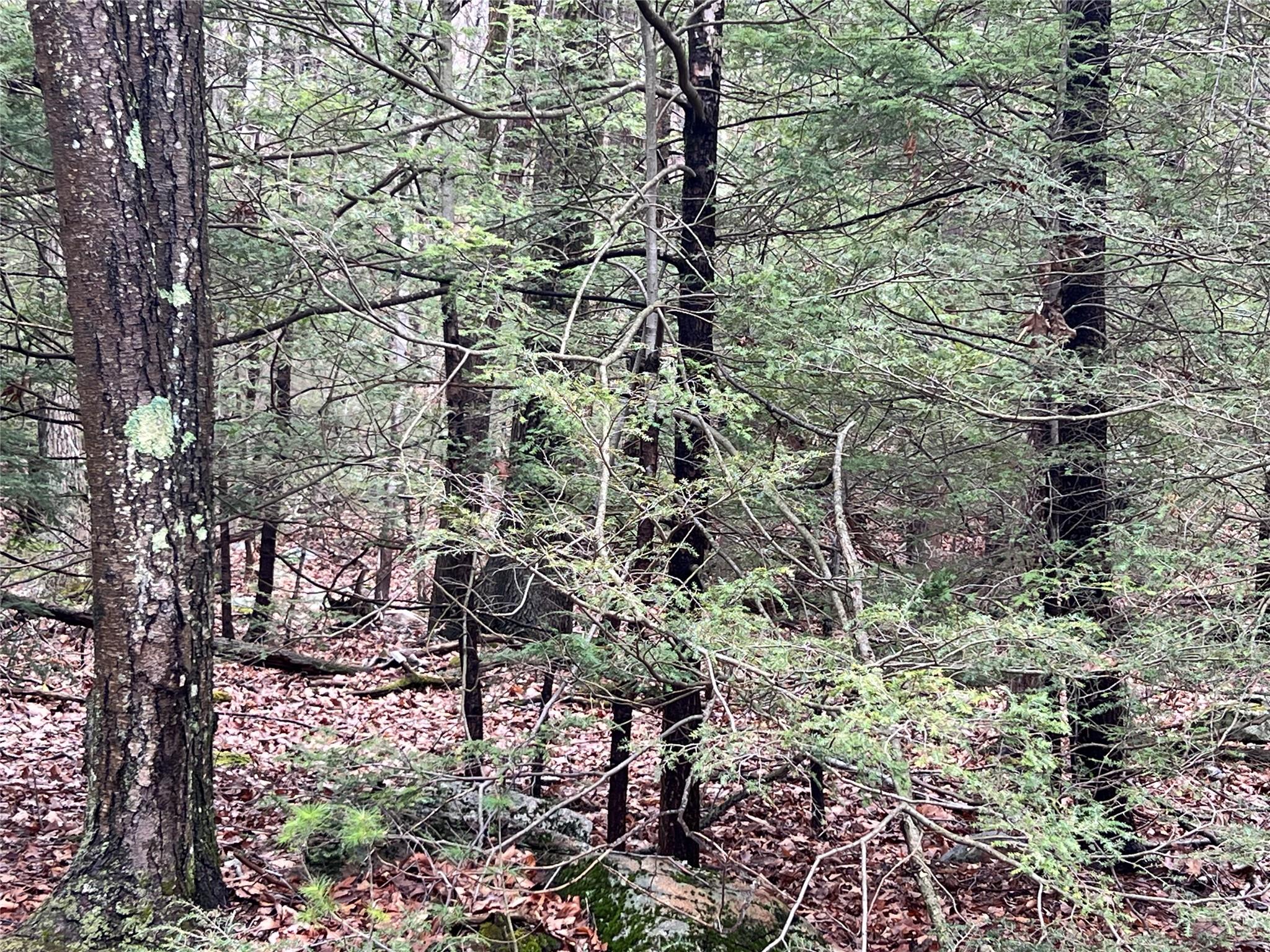 41 California Road Warwick, NY 10990 - Photo 4 of 6 View of local wilderness with a forest view