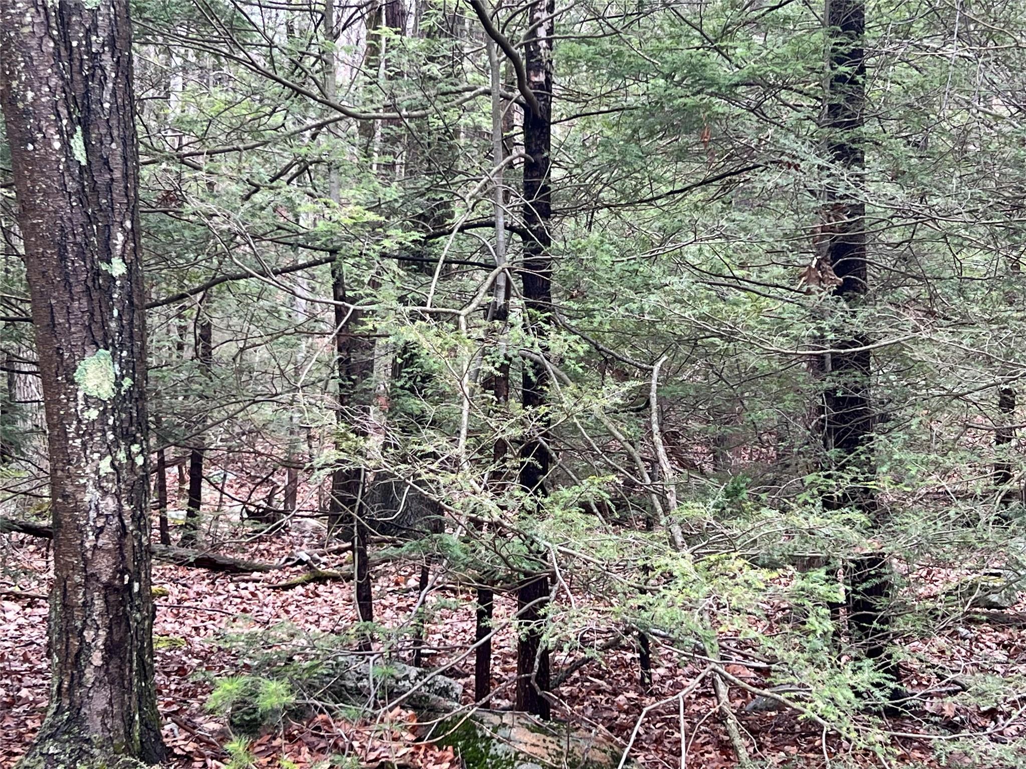 41 California Road Warwick, NY 10990 - Photo 5 of 6 View of landscape featuring a forest view