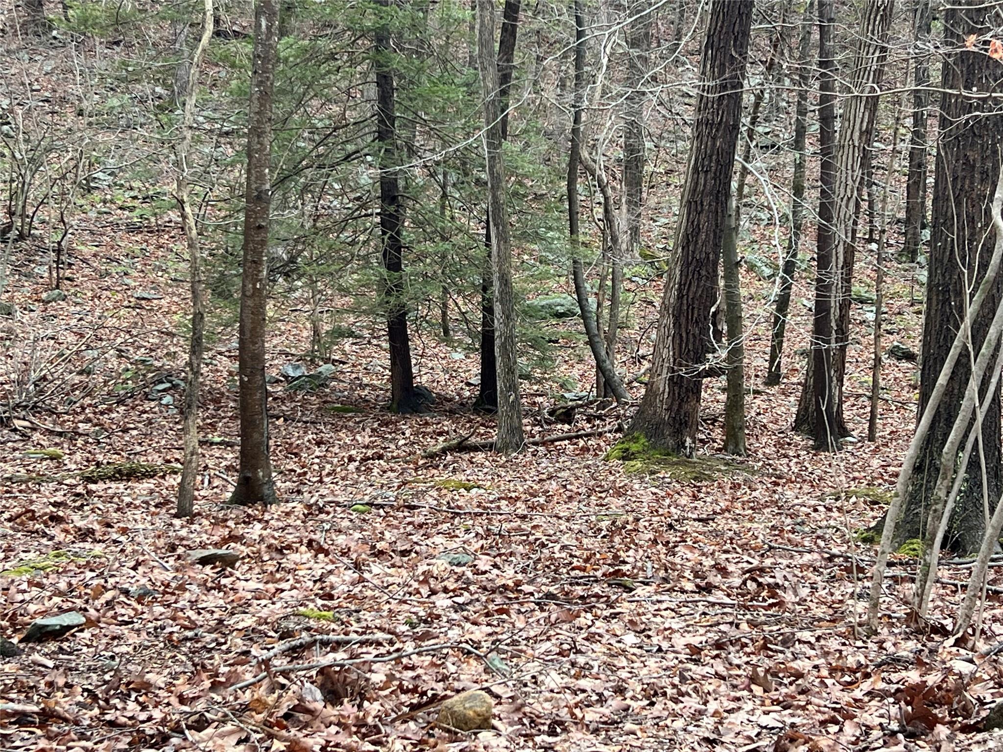 41 California Road Warwick, NY 10990 - Photo 6 of 6 View of nature with a forest view