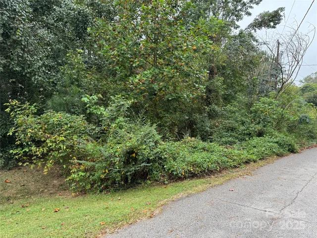a view of a lush green forest