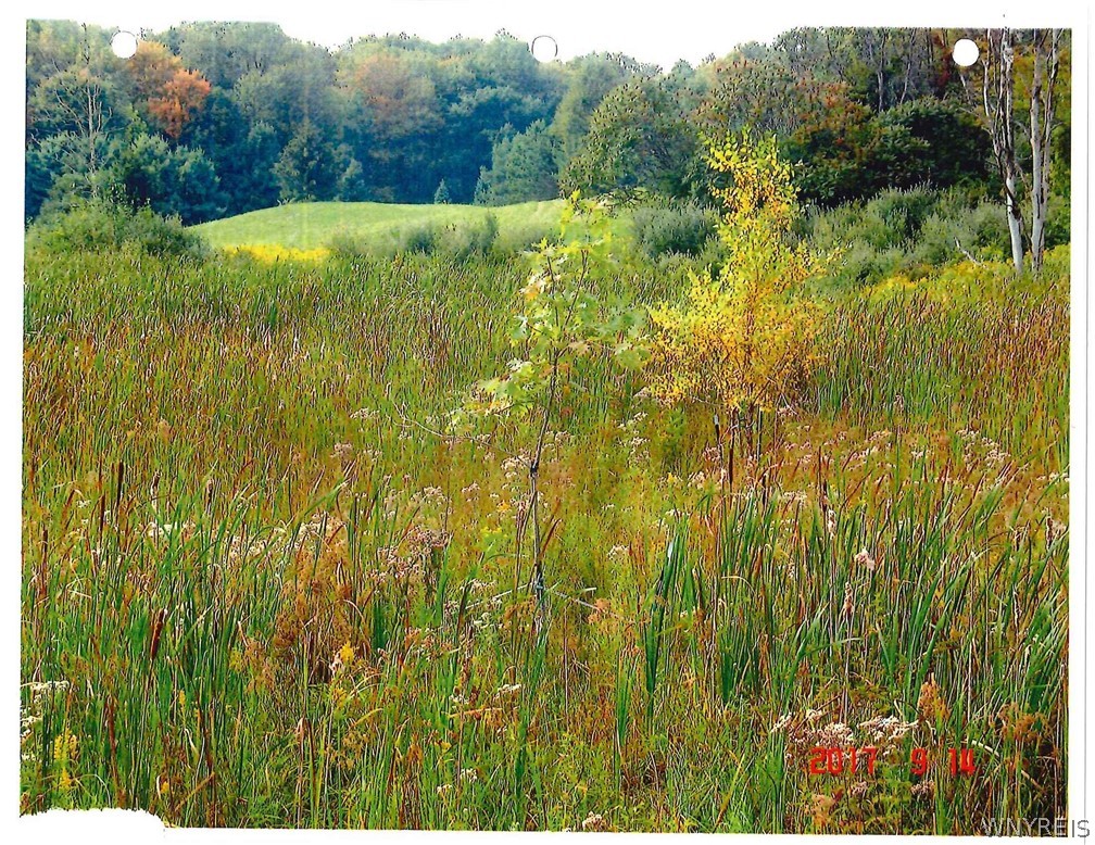 0 Rt-77 Java Center Java Center, NY 14082 - Photo 12 of 18 Meadow with wildflowers in summer