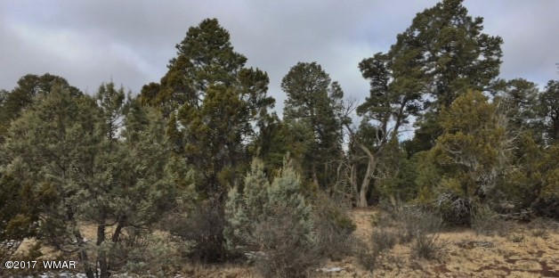 3035 Highway 277 Overgaard, AZ 85933 - Photo 4 of 5