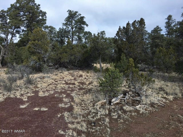 3035 Highway 277 Overgaard, AZ 85933 - Photo 5 of 5