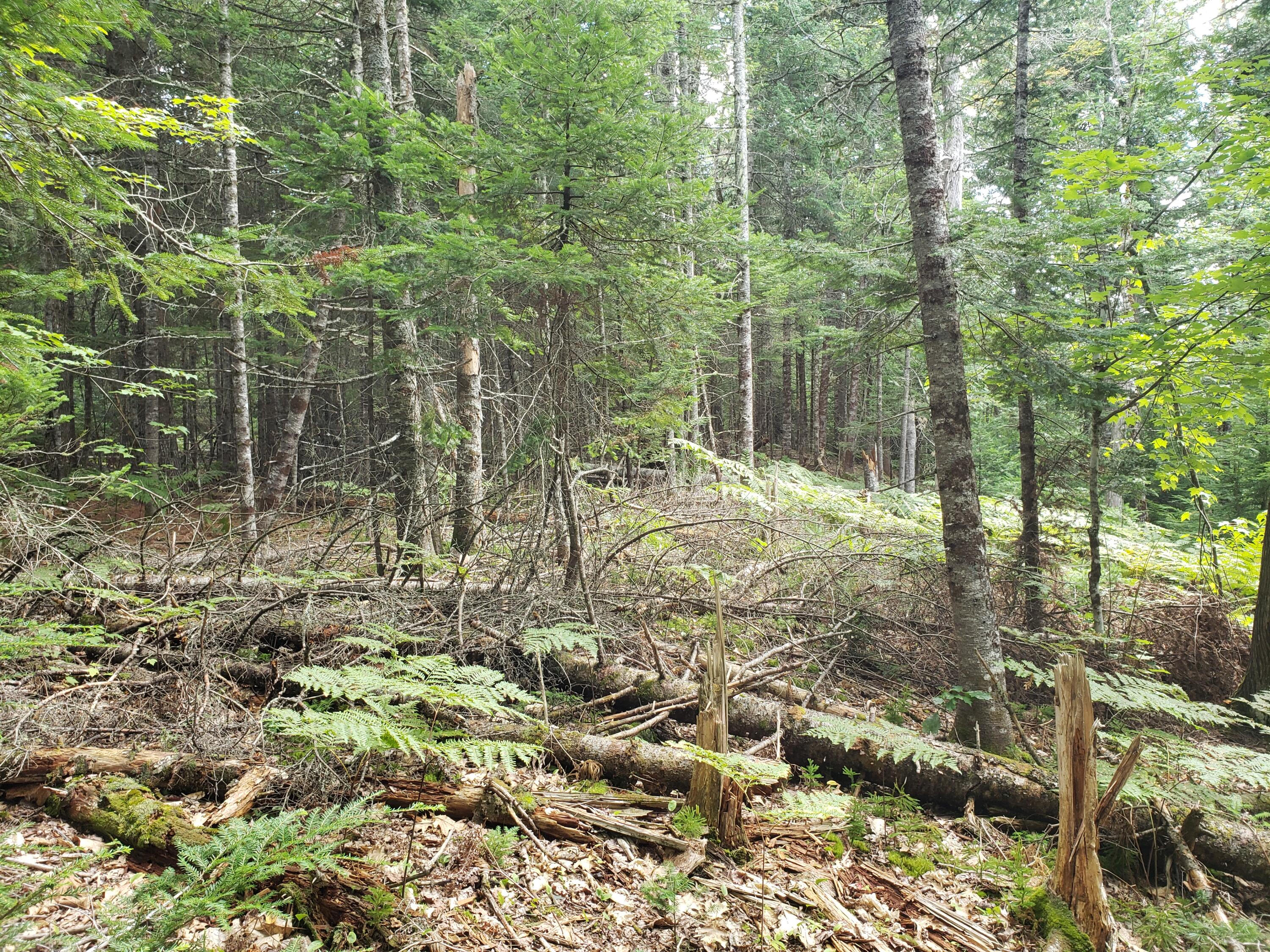 Tbd Medford Road Milo, ME 04463 - Photo 19 of 29 20220828_142427