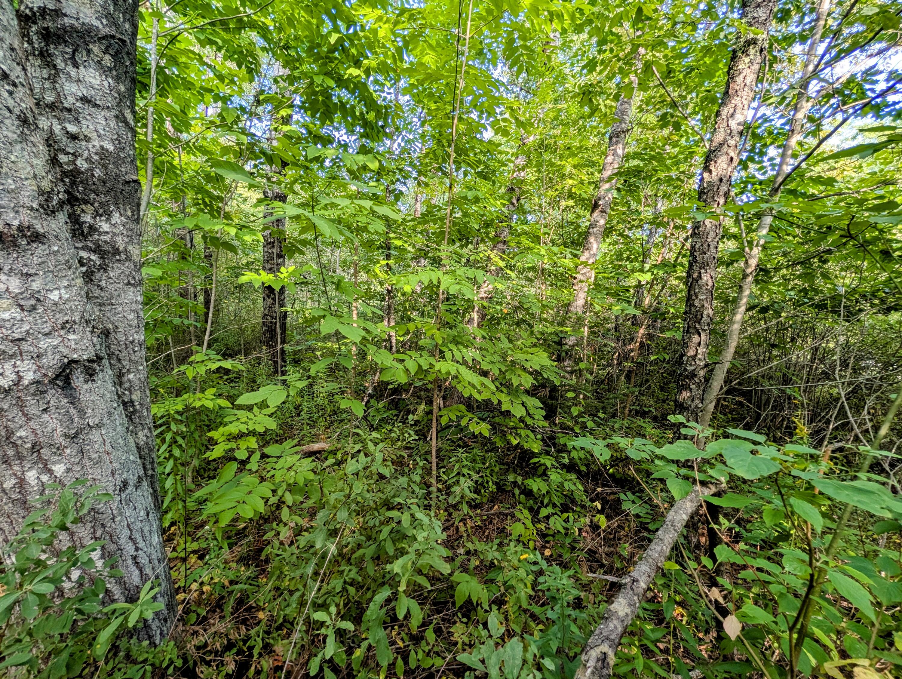 M6-l27-1 Loggin Road Frankfort, ME 04438 - Photo 2 of 5 PXL_20260826_205408047-EDIT