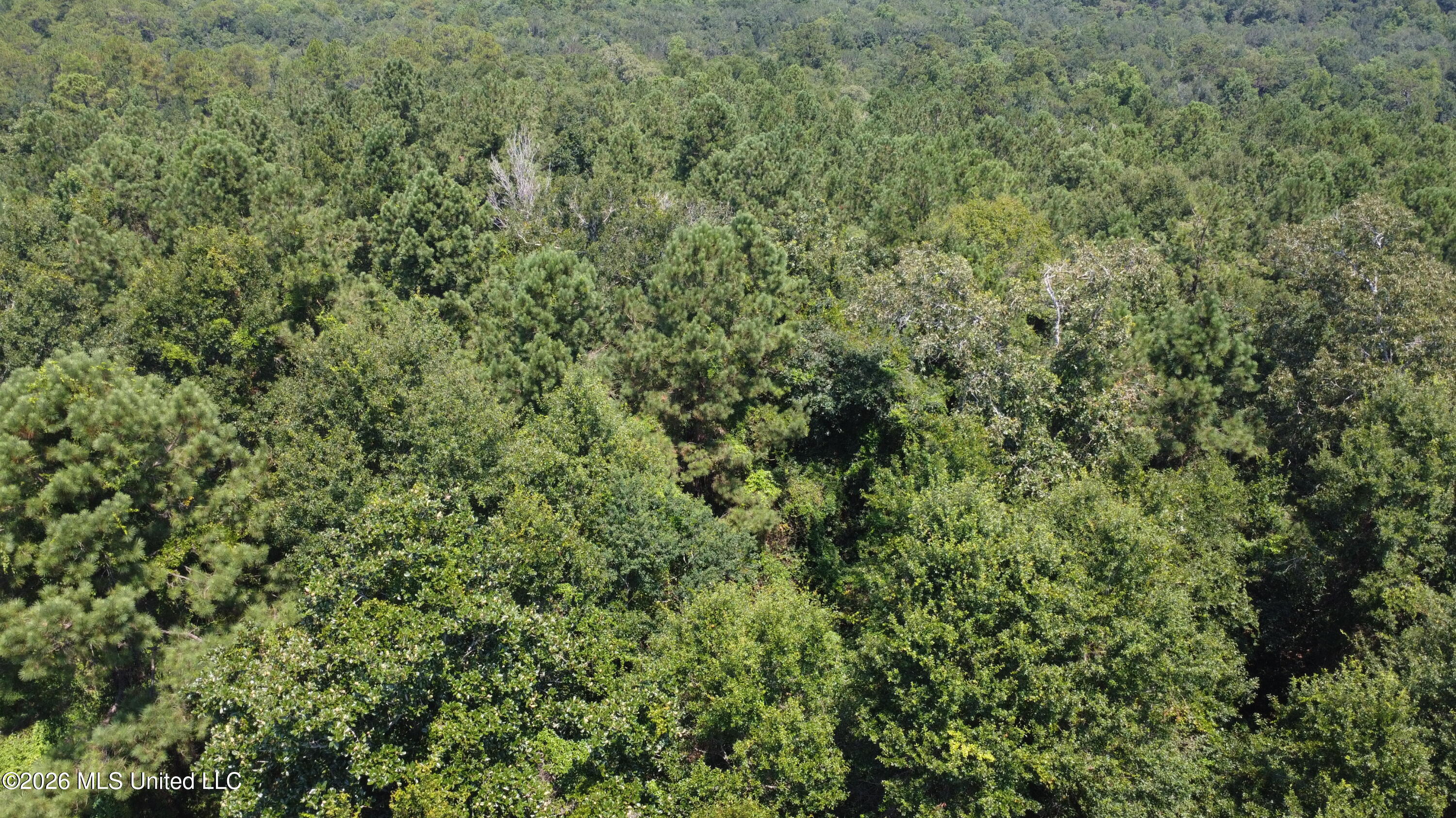 31052 Pearson Cemetary Road Carriere, MS 39426 - Photo 1 of 11 DJI_0969