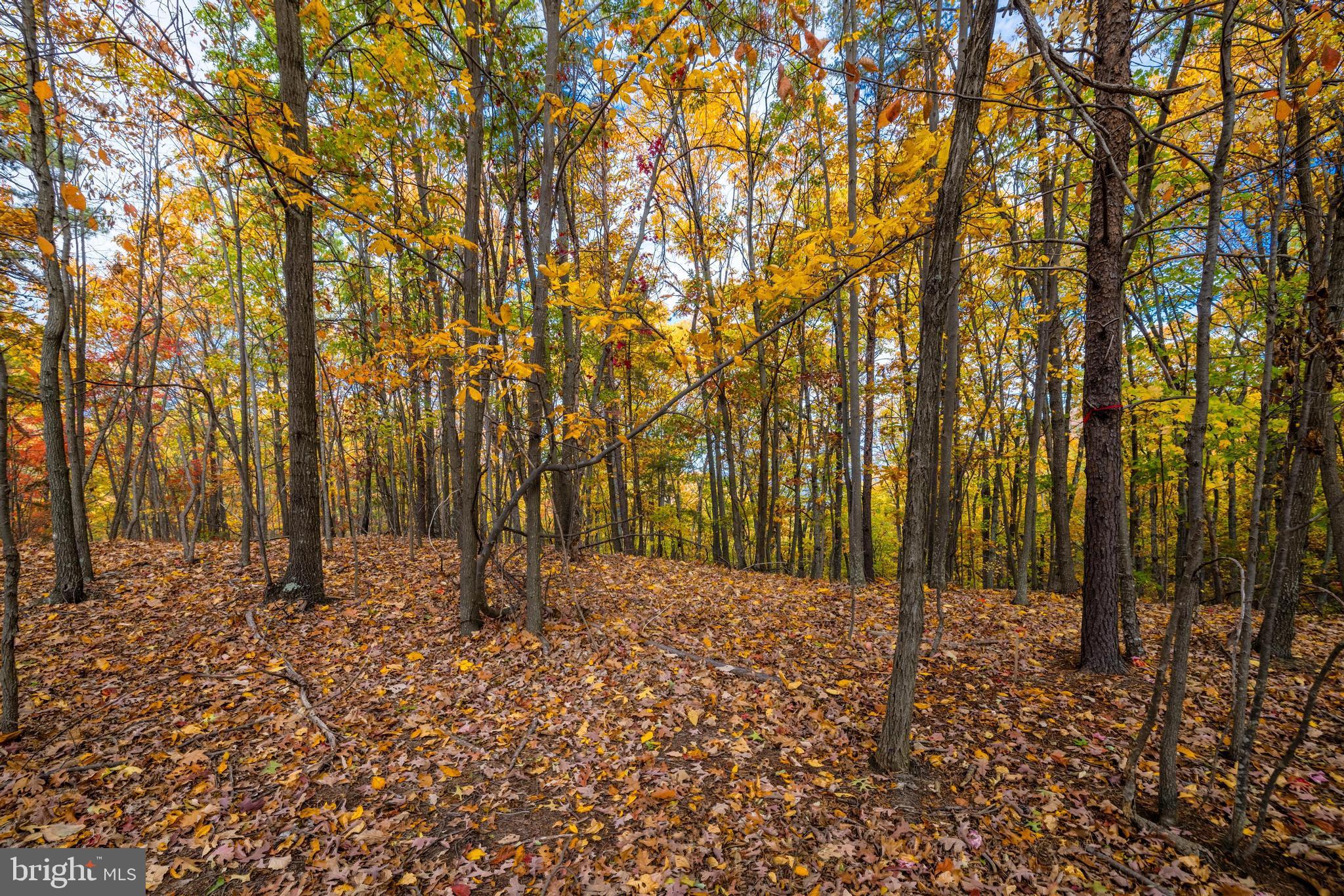 Lucas Hollow Road Stanley, VA 22851 - Photo 11 of 53 a view of covered with trees