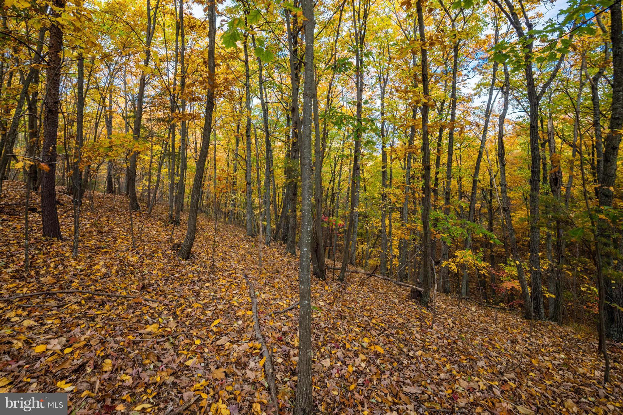 Lucas Hollow Road Stanley, VA 22851 - Photo 12 of 53 a view of house with yard