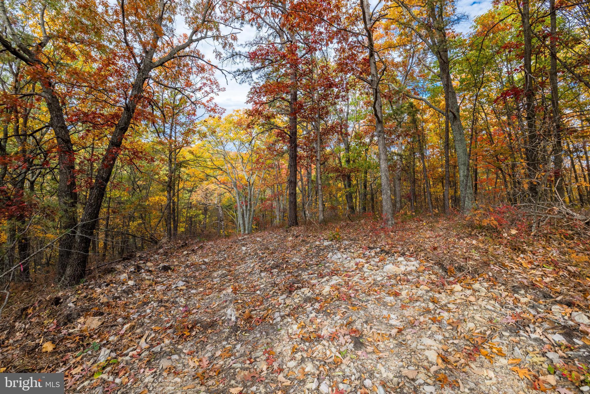 Lucas Hollow Road Stanley, VA 22851 - Photo 14 of 53 a view of backyard with tree