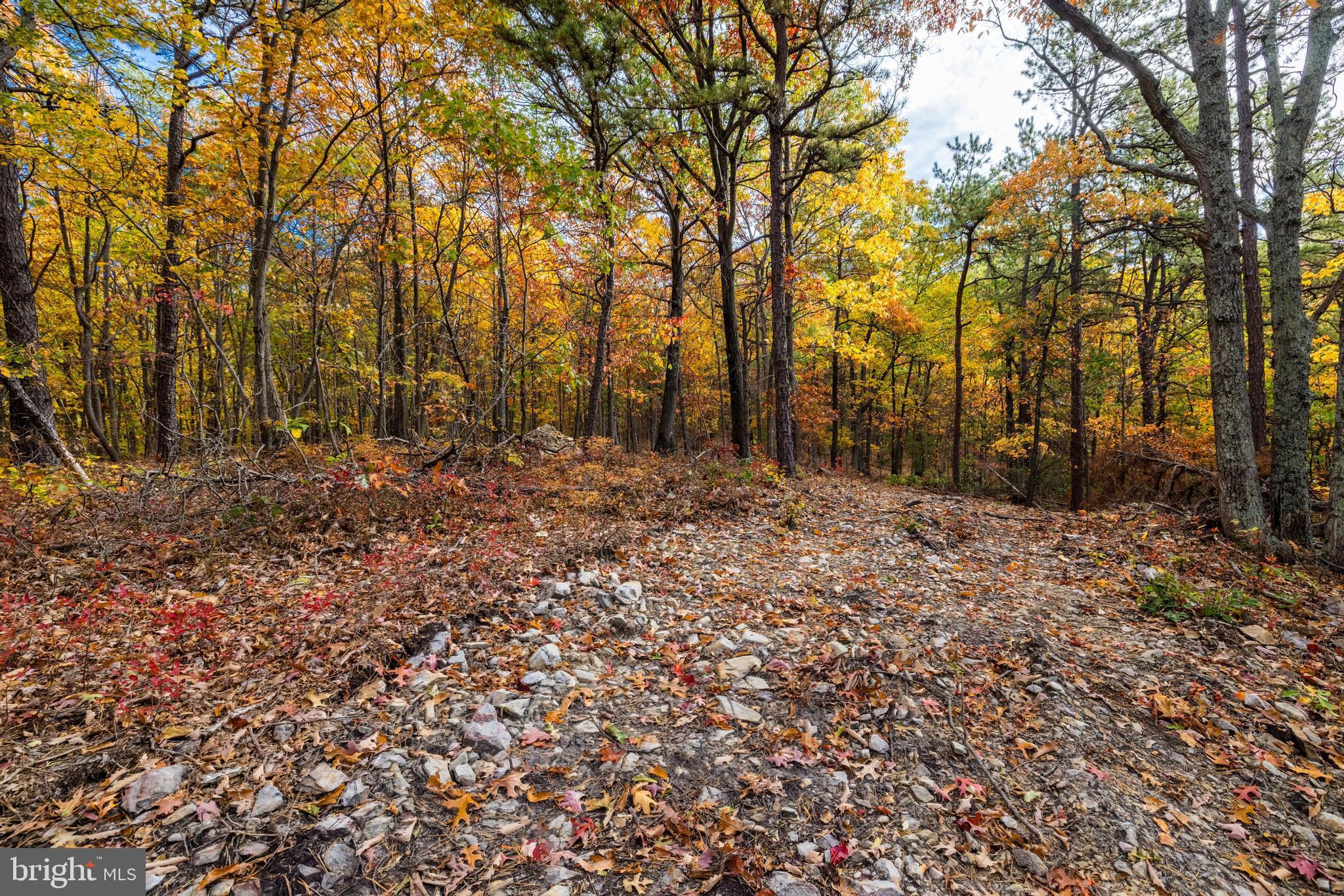 Lucas Hollow Road Stanley, VA 22851 - Photo 15 of 53 a view of outdoor space with trees
