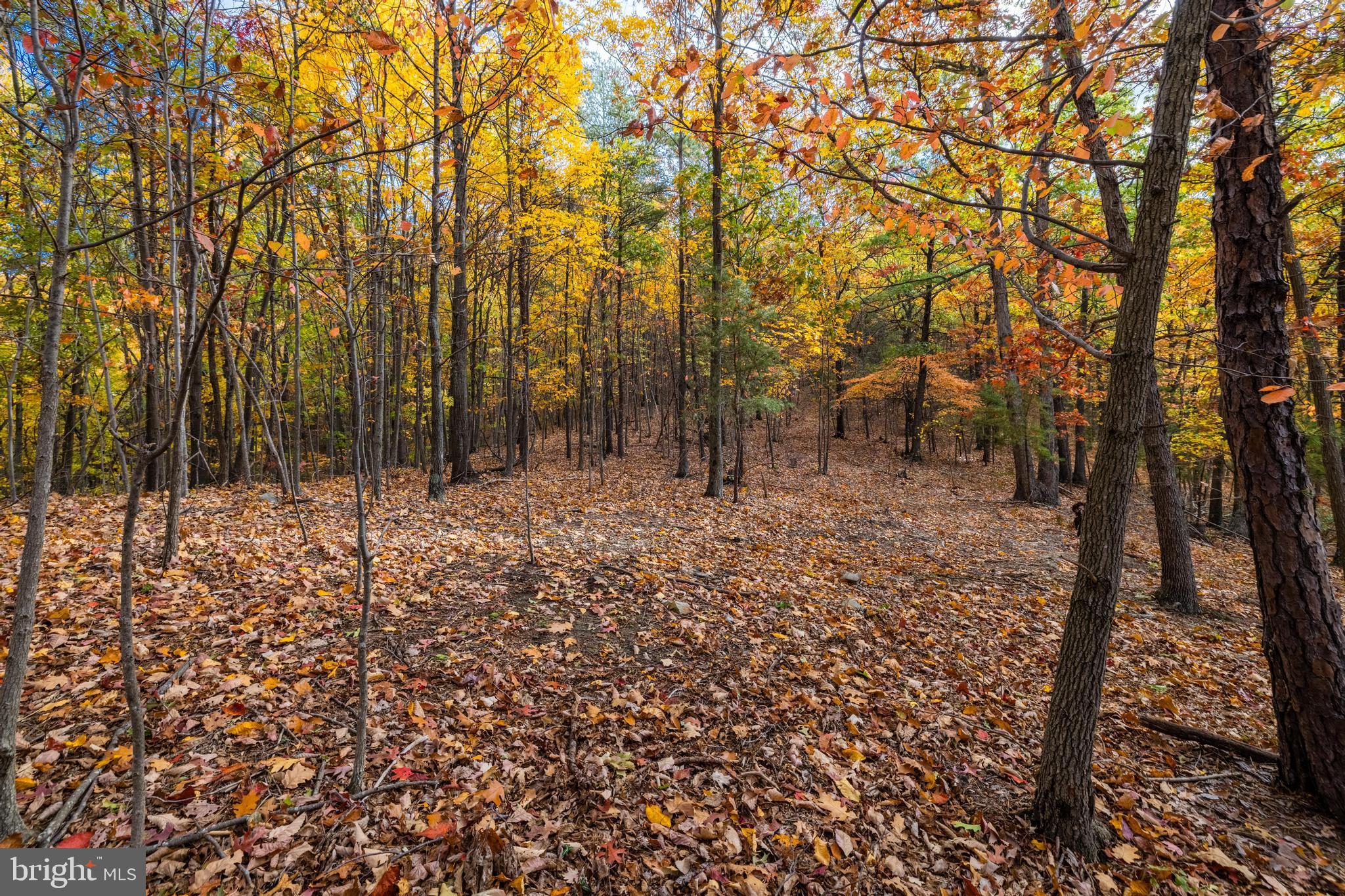 Lucas Hollow Road Stanley, VA 22851 - Photo 16 of 53 a backyard of a house with lots of green space