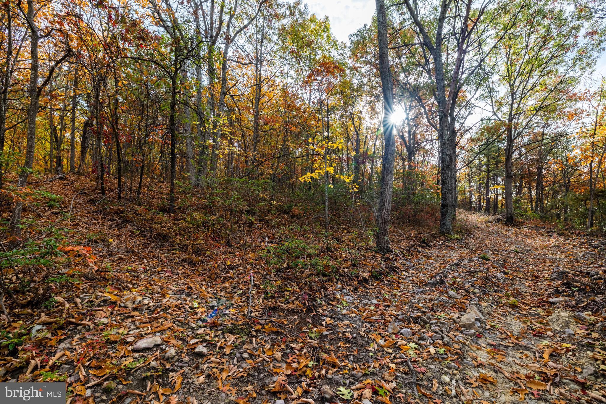 Lucas Hollow Road Stanley, VA 22851 - Photo 20 of 53 a big yard with lots of green space
