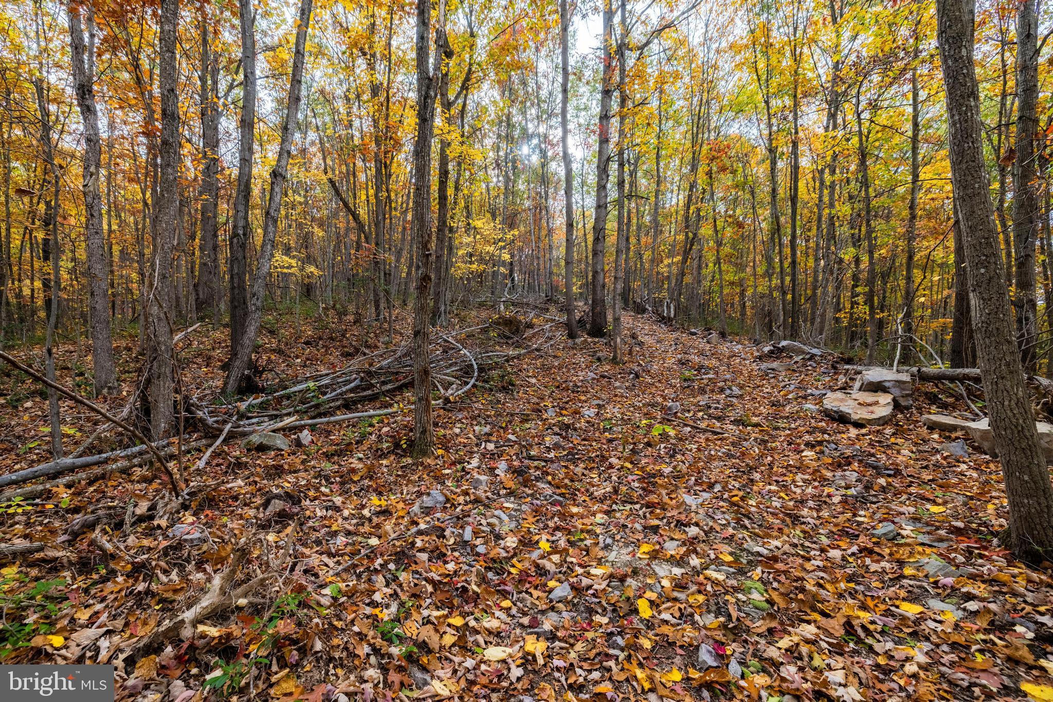 Lucas Hollow Road Stanley, VA 22851 - Photo 21 of 53 a view of a forest with trees in the background