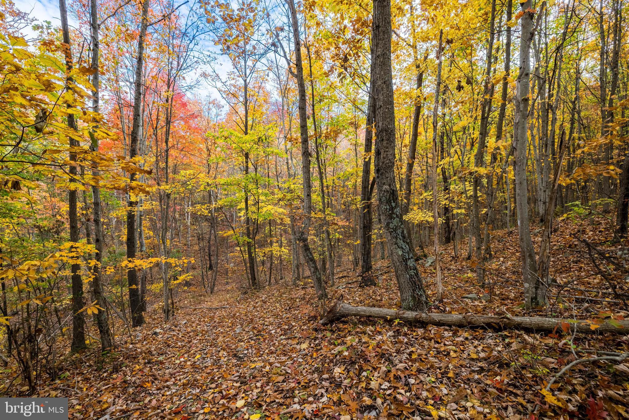 Lucas Hollow Road Stanley, VA 22851 - Photo 22 of 53