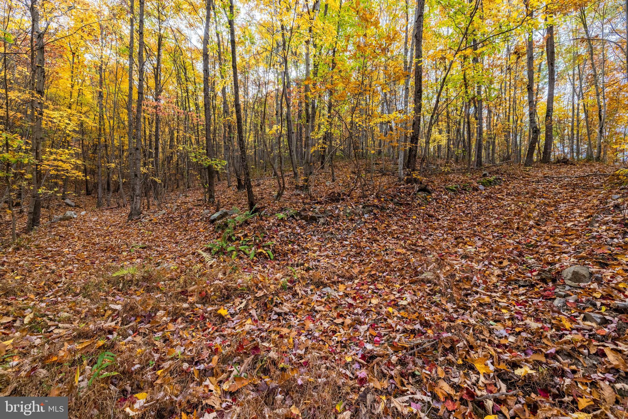 Lucas Hollow Road Stanley, VA 22851 - Photo 23 of 53 a view of backyard with tree