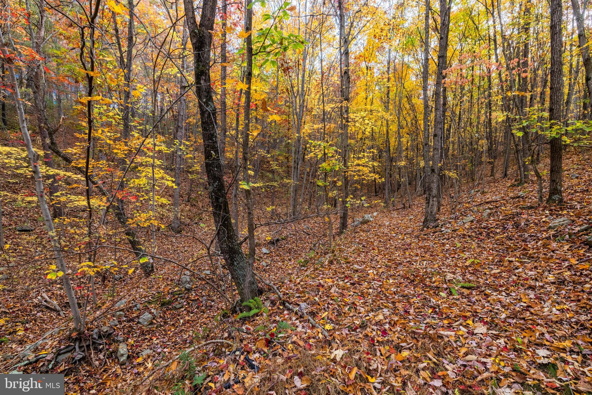 Lucas Hollow Road Stanley, VA 22851 - Photo 24 of 53 a view of yard