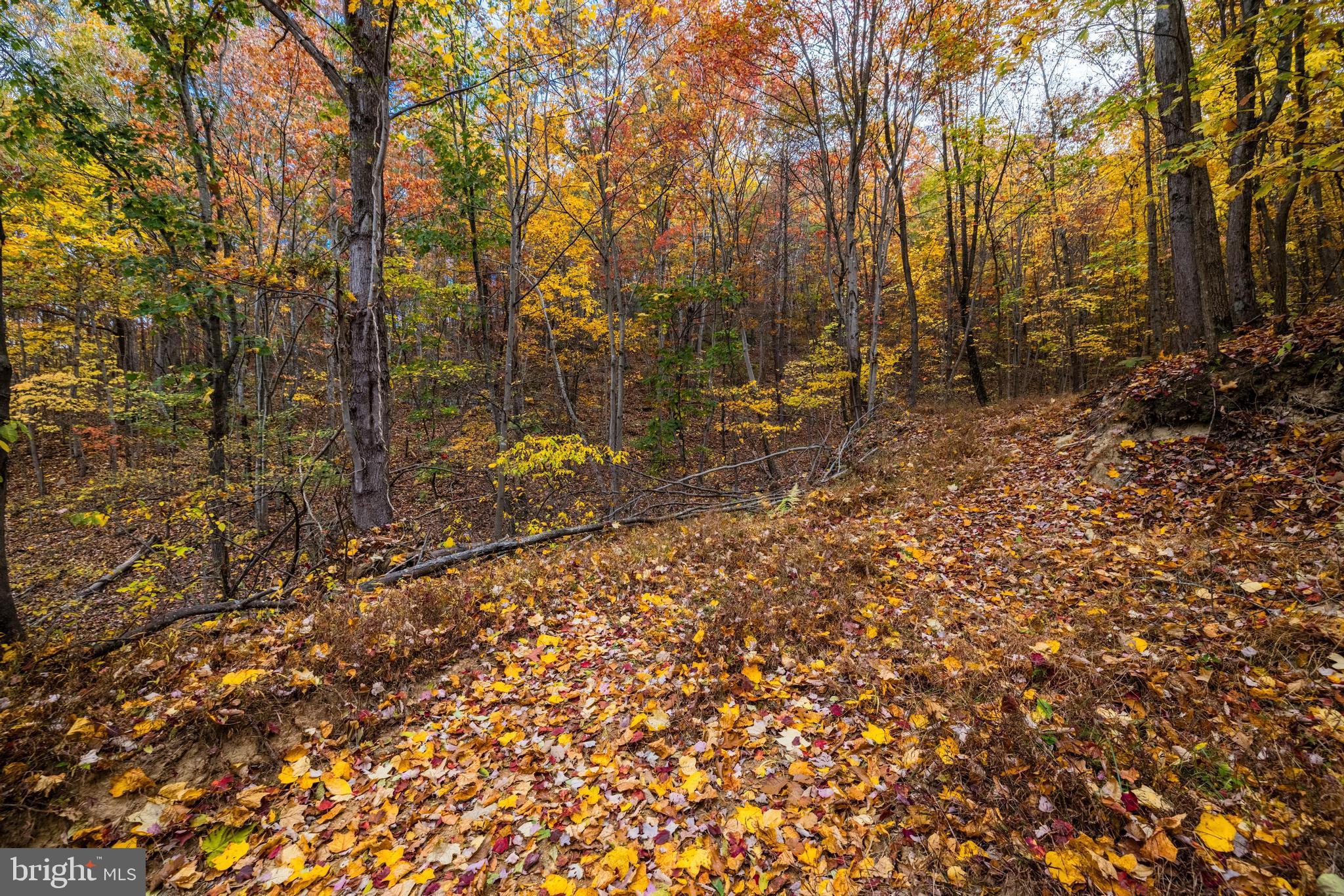 Lucas Hollow Road Stanley, VA 22851 - Photo 25 of 53 a view of forest