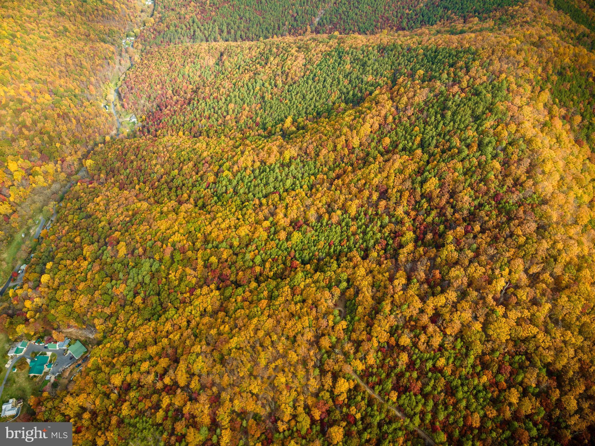 Lucas Hollow Road Stanley, VA 22851 - Photo 37 of 53 a close up of a plant