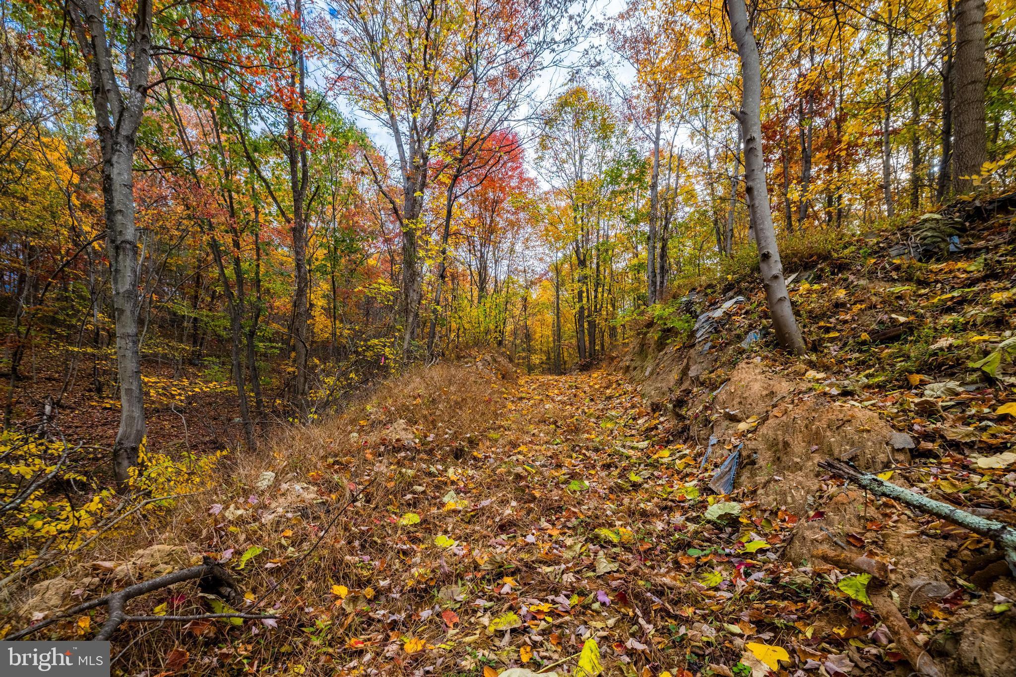 Lucas Hollow Road Stanley, VA 22851 - Photo 4 of 53 a view of a yard with plants and trees