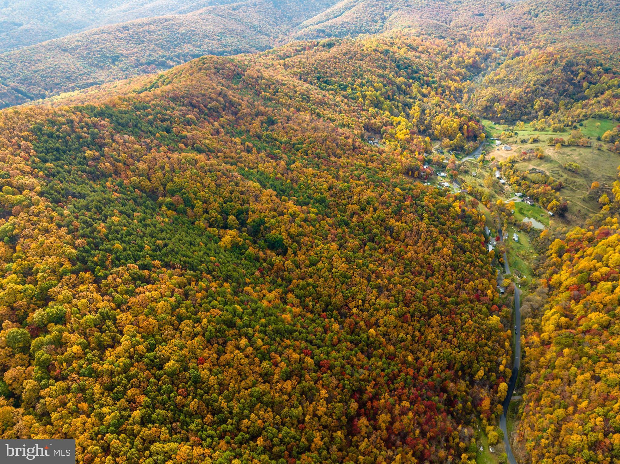 Lucas Hollow Road Stanley, VA 22851 - Photo 43 of 53 a view of a yard with a tree