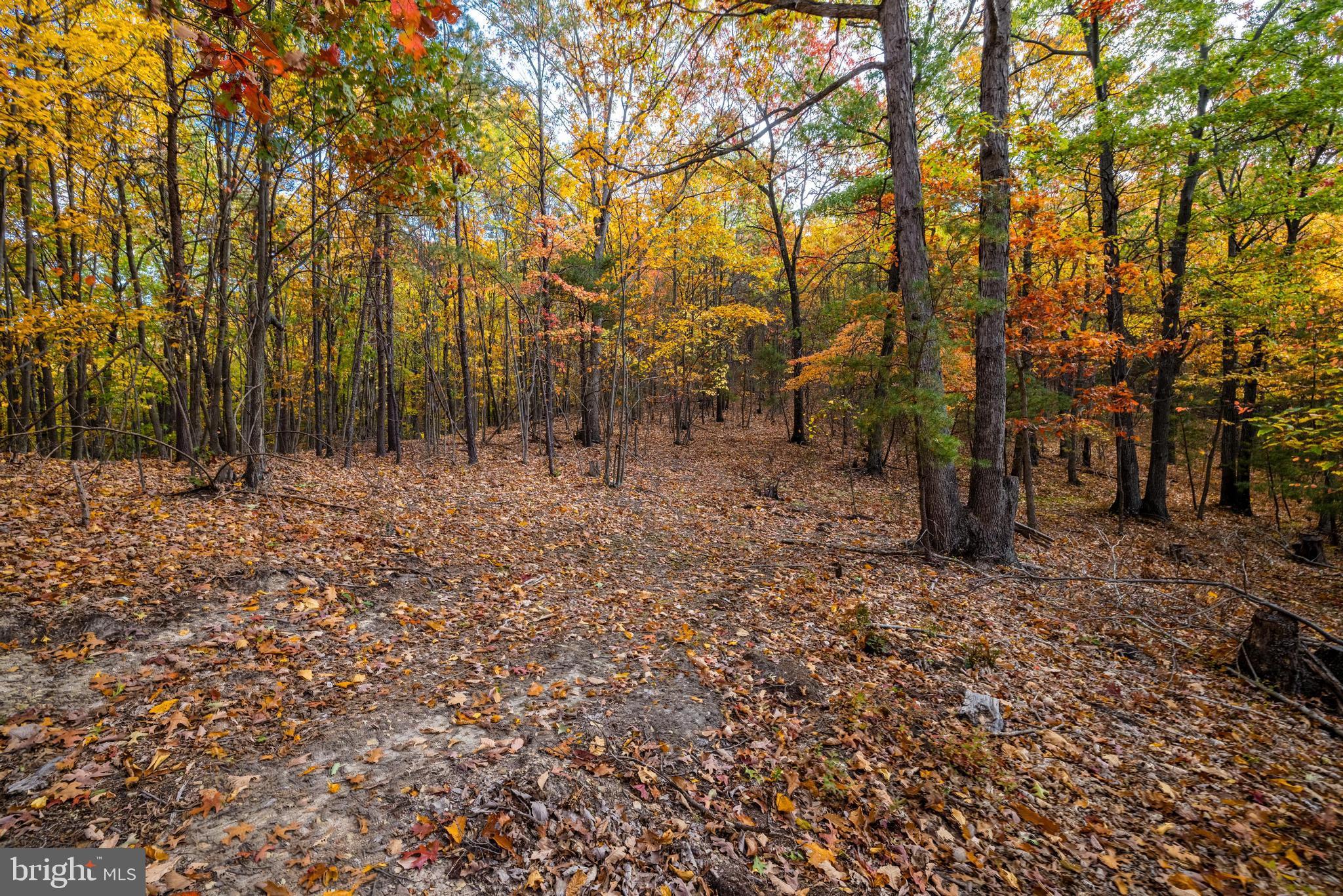 Lucas Hollow Road Stanley, VA 22851 - Photo 5 of 53 a view of backyard with trees