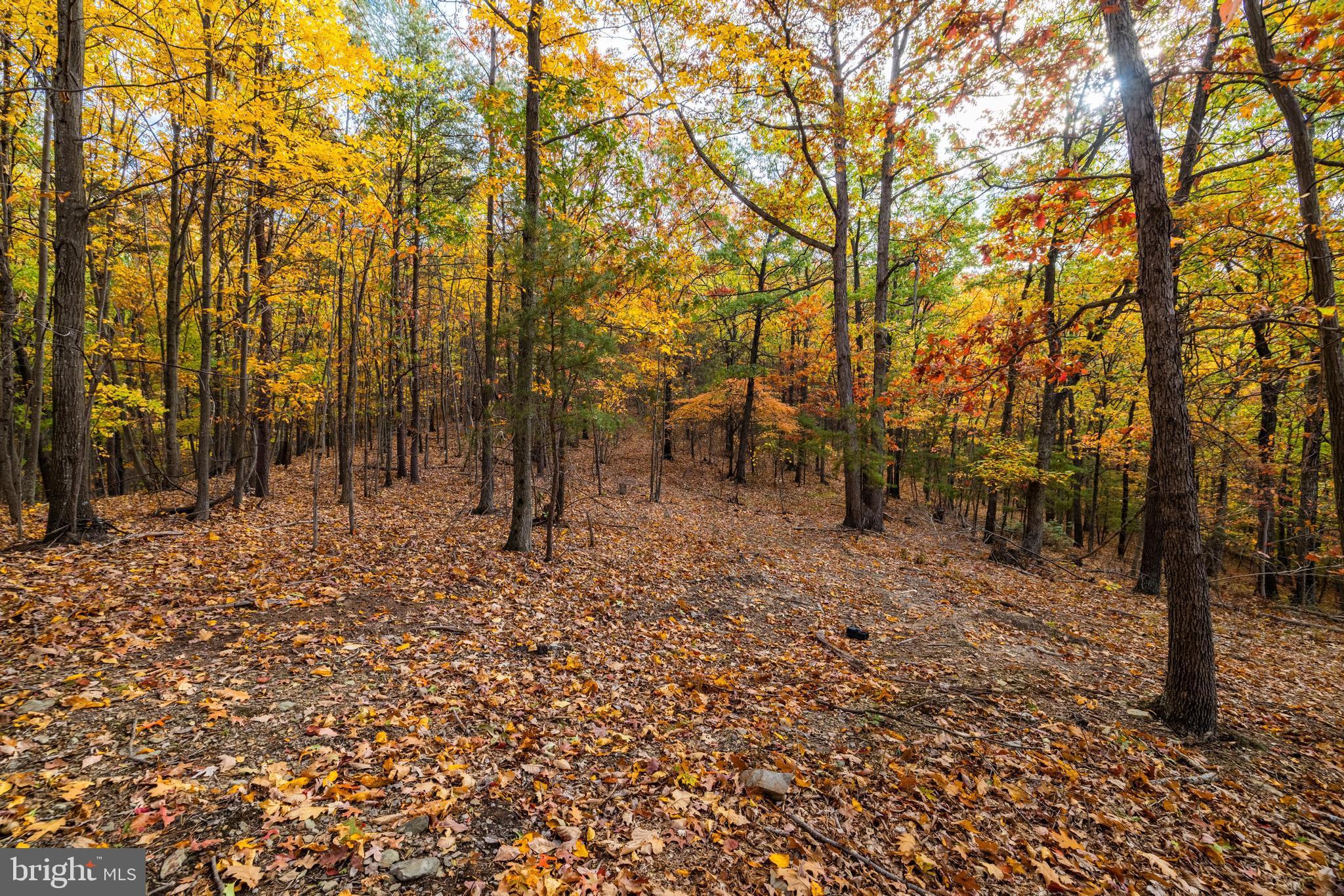 Lucas Hollow Road Stanley, VA 22851 - Photo 6 of 53 a backyard of a house with lots of trees