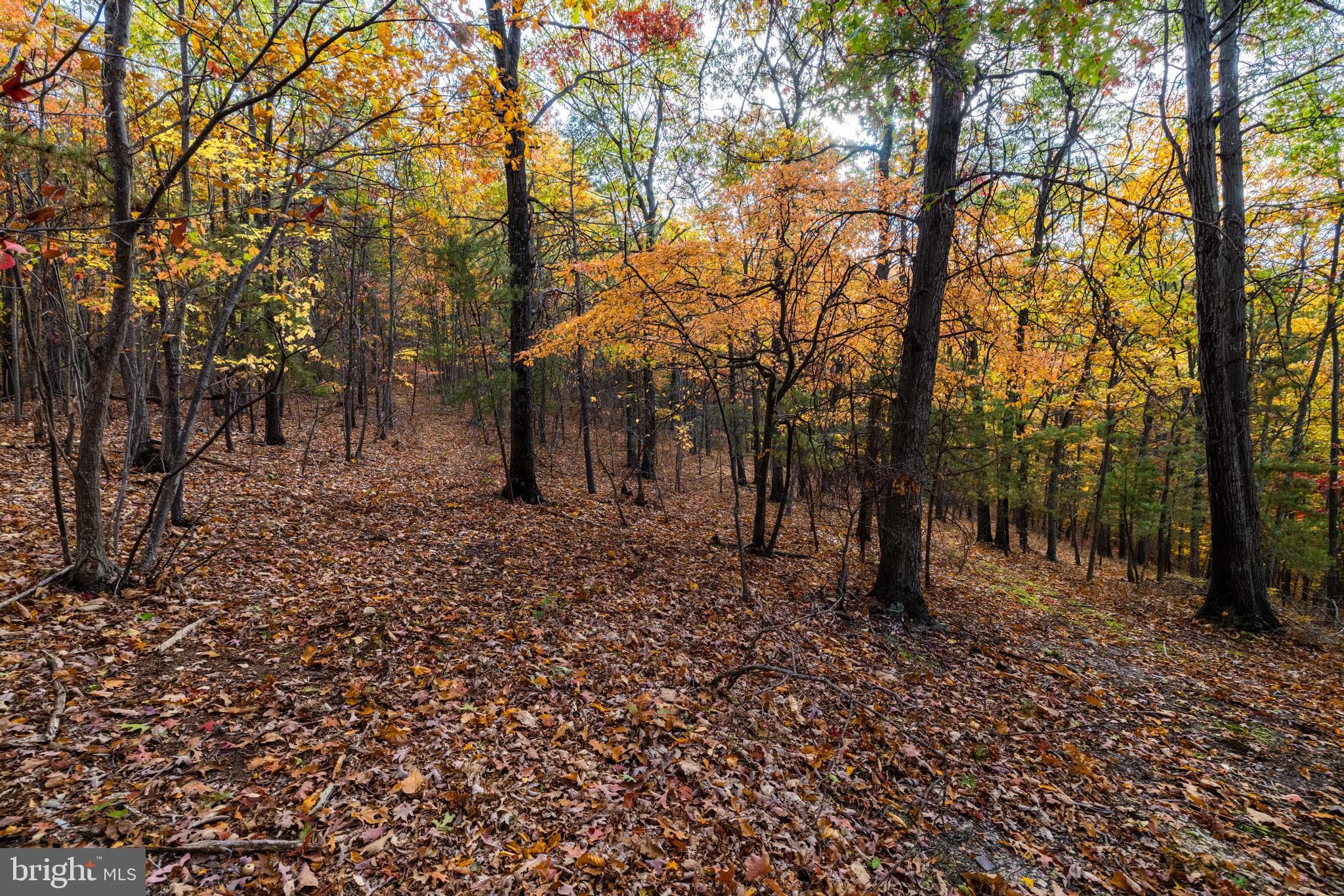 Lucas Hollow Road Stanley, VA 22851 - Photo 10 of 53 a view of a forest filled with trees