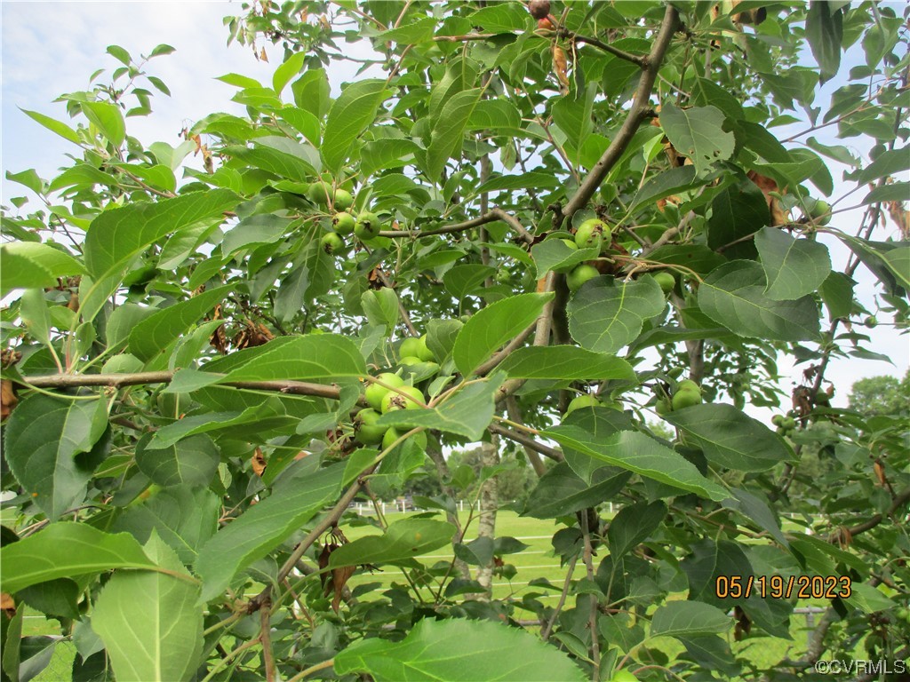 2409 Burgess Road Chester, VA 23836 - Photo 33 of 50 a backyard of a green field