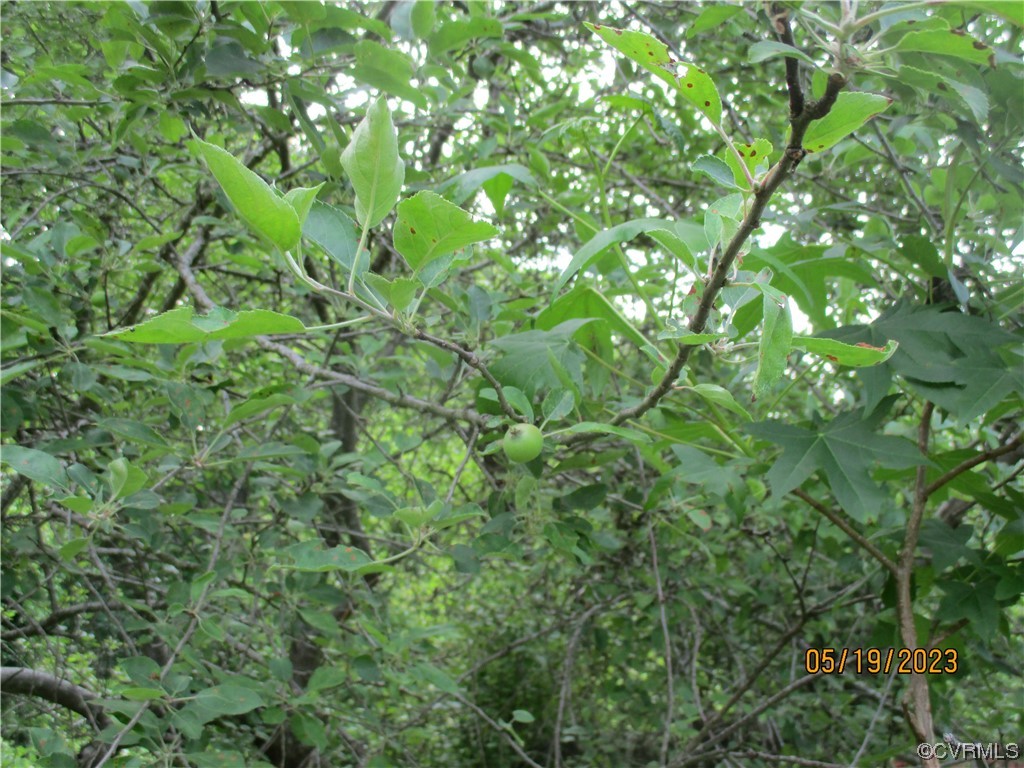 2409 Burgess Road Chester, VA 23836 - Photo 34 of 50 a view of a tree