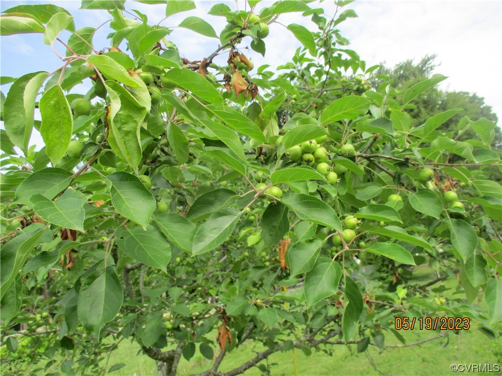 2409 Burgess Road Chester, VA 23836 - Photo 35 of 50 a view of a plant
