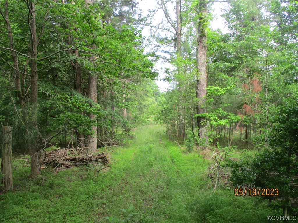 2409 Burgess Road Chester, VA 23836 - Photo 37 of 50 a view of a lush green forest