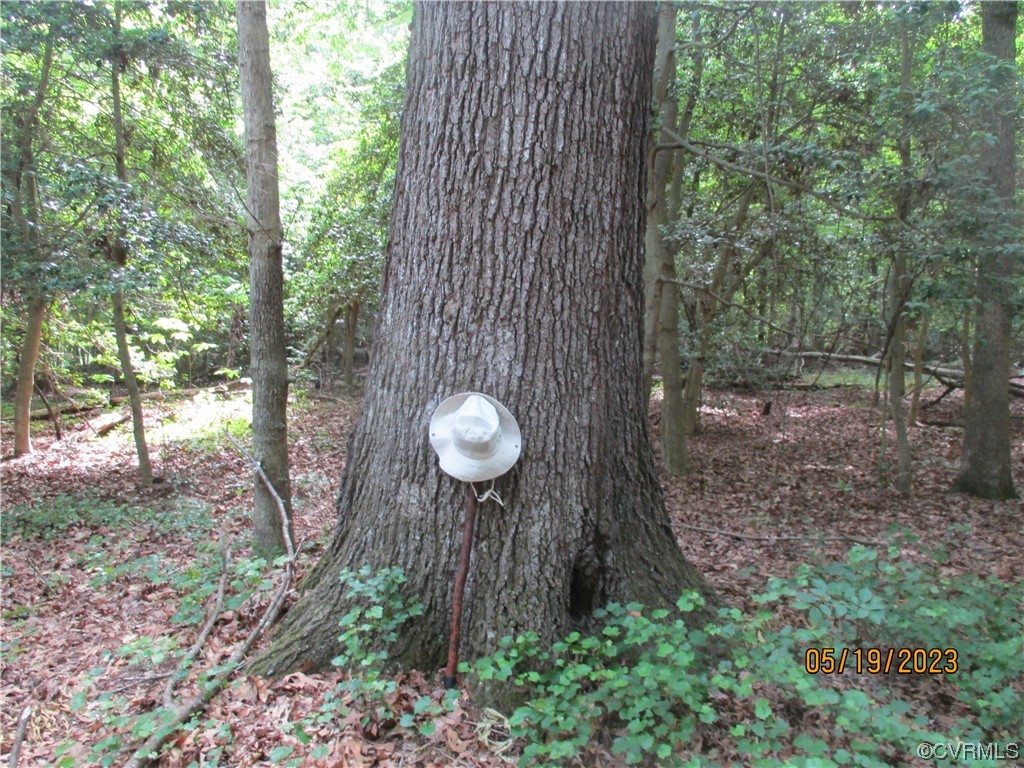 2409 Burgess Road Chester, VA 23836 - Photo 41 of 50 a view of a backyard