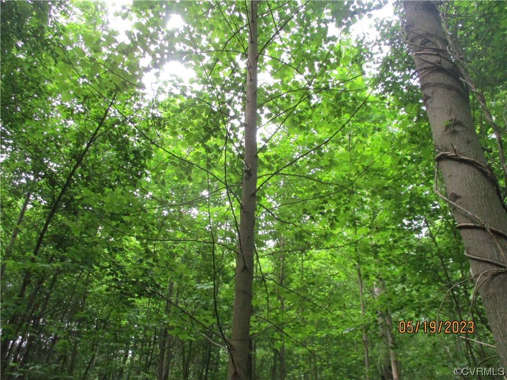 2409 Burgess Road Chester, VA 23836 - Photo 43 of 50 a view of a lush green forest