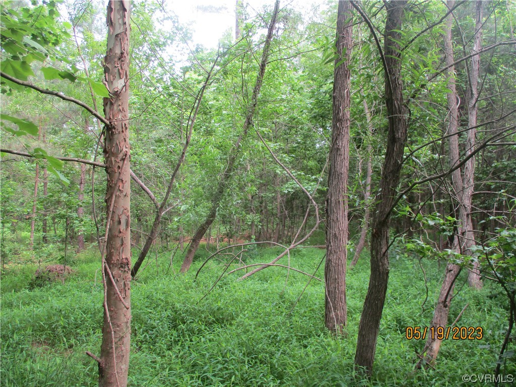 2409 Burgess Road Chester, VA 23836 - Photo 45 of 50 a view of lush green forest