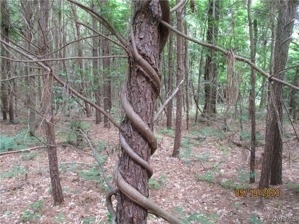 2409 Burgess Road Chester, VA 23836 - Photo 48 of 50 a view of trees and pathway