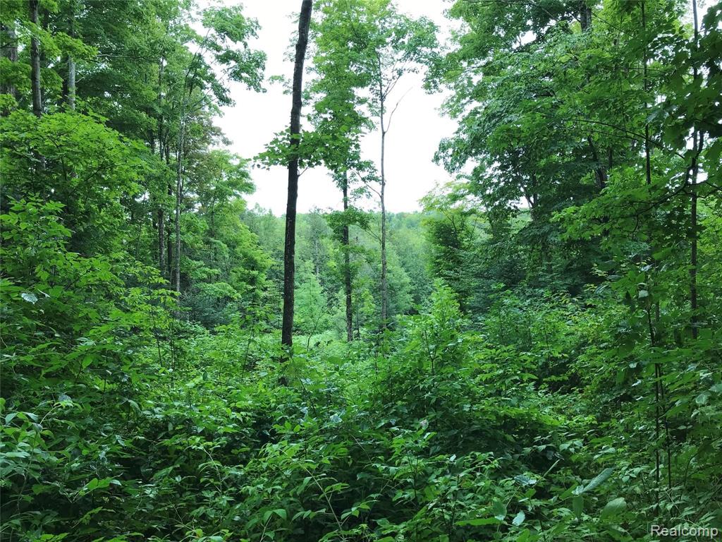 0 McGahn Road Germfask, MI 49836 - Photo 3 of 5