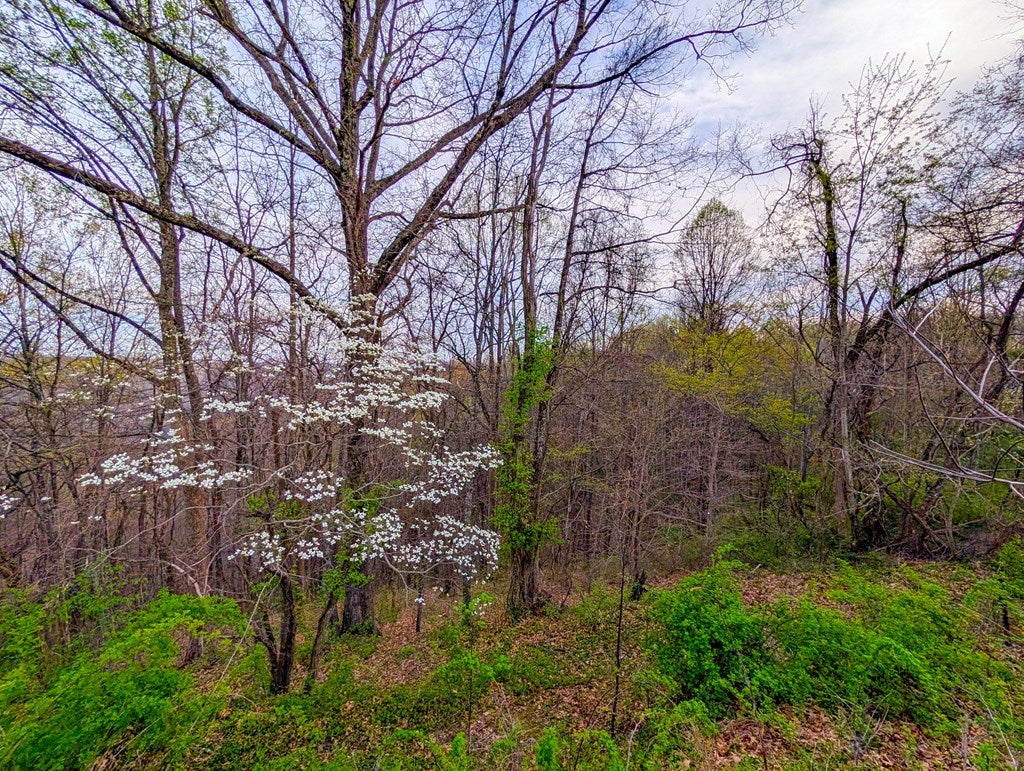 6542 Compton Mountain Road Jewell Ridge, VA 24622 - Photo 47 of 47 Gallery Image 47
