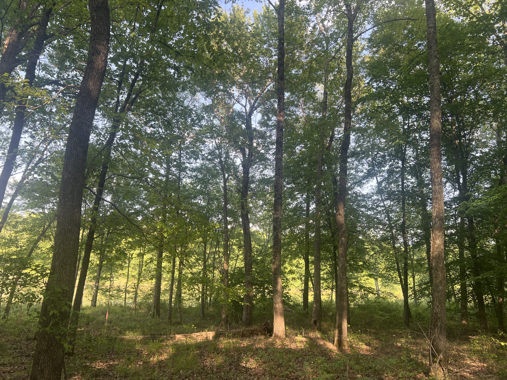 0 Excalibur Trail Cedar Grove, TN 38321 - Photo 4 of 9 a view of lake