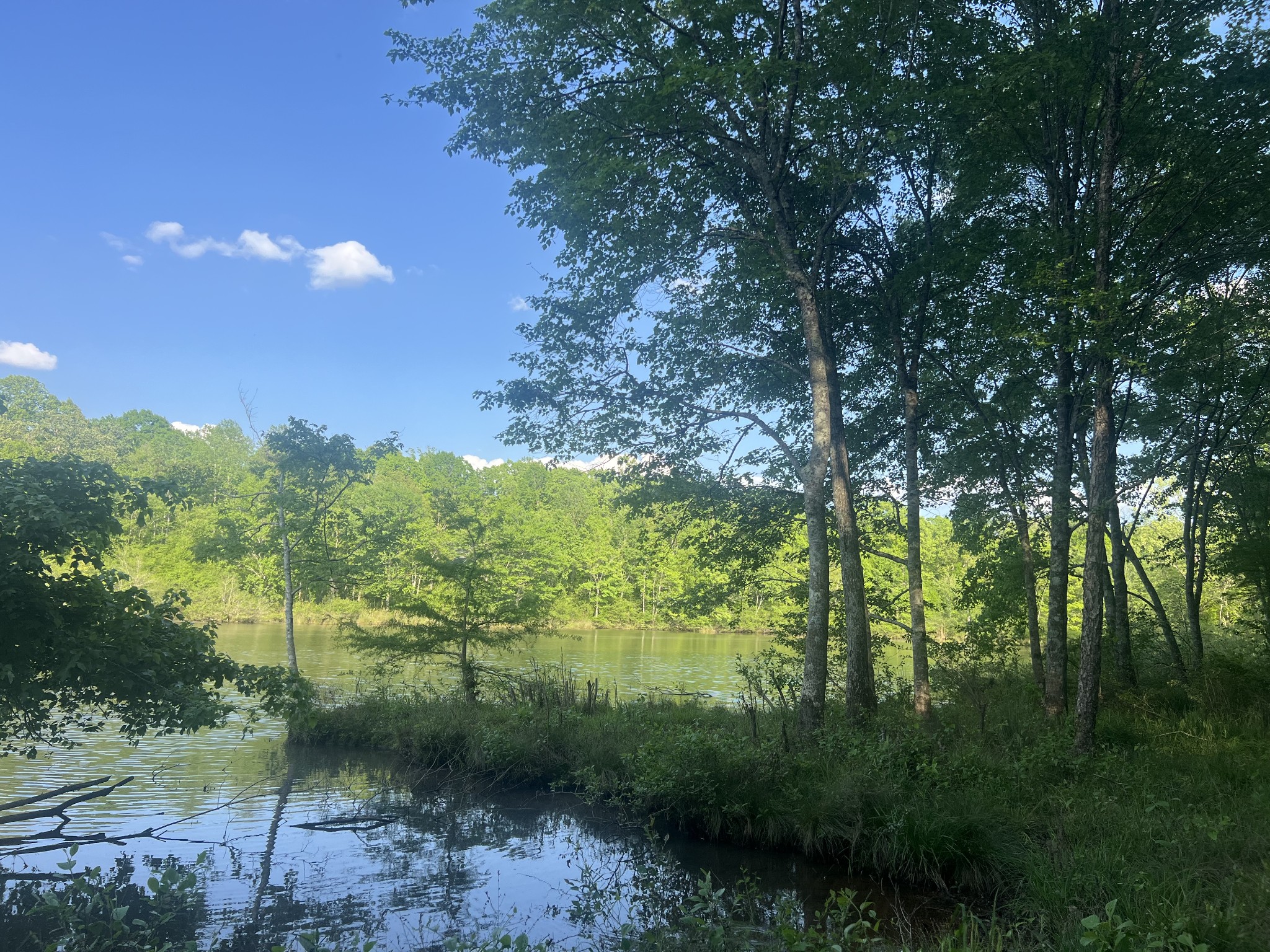 0 Excalibur Trail Cedar Grove, TN 38321 - Photo 6 of 9 a view of a yard with a tree