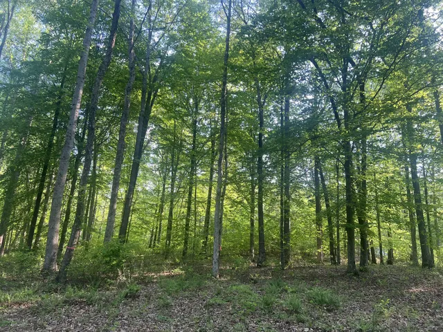 a view of outdoor space and green space